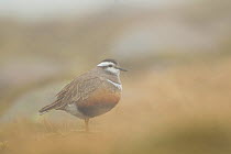 Adult Eurasian dotterel (Charadrius morinellus) female in breeding habitat in hill fog on upland plateau of Grampian mountains, Cairngorms NP, Scotland, UK, May 2011
