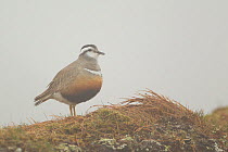 Adult female Eurasian dotterel (Charadrius morinellus) in breeding habitat in hill fog on upland plateau of Grampian mountains, Cairngorms NP, Scotland, UK, May 2011