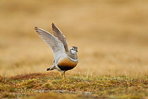 Adult female Eurasian dotterel (Charadrius morinellus) displaying with wings raised, in breeding habitat on upland plateau of Grampian mountains, Cairngorms NP, Scotland, UK, May 2011