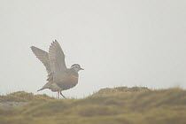 Adult female Eurasian dotterel (Charadrius morinellus) displaying with wings raised, in hill fog in breeding habitat on upland plateau of Grampian mountains, Cairngorms NP, Scotland, UK, May 2011