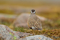 Adult Eurasian dotterel (Charadrius morinellus) female showing plumage pattern on back of head, Cairngorms NP, Scotland, UK, May 2011