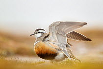 Adult Eurasian dotterel (Charadrius morinellus), female with wings partially raised in the air in breeding habitat on upland plateau of Grampian mountains, Cairngorms NP, Scotland, UK, May 2011. 2020V...