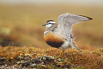 Adult Eurasian dotterel (Charadrius morinellus) female with wings partially raised in the air, in breeding habitat on upland plateau of Grampian mountains, Cairngorms NP, Scotland, UK, May 2011