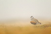 Adult Eurasian dotterel (Charadrius morinellus) female standing in hill fog in breeding habitat on upland plateau of Grampian mountains, Cairngorms NP, Scotland, UK, May 2011