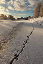 European river otter (Lutra lutra) footprints in snow on the edge of the frozen River Spey, Cairngorms NP, Scotland, UK, December 2010