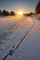 European river otter (Lutra lutra) footprints in snow on the edge of the frozen River Spey, at sunset, Cairngorms NP, Scotland, UK, December 2010