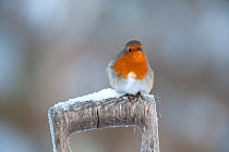 Adult Robin (Erithacus rubecula) perched on spade handle in the snow in winter, Scotland, UK, December 2010