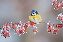 Blue tit (Parus caeruleus) adult in winter, perched on twig with frozen crab apples, Scotland, UK, December 2010