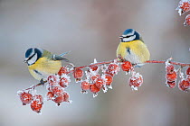 Two Blue tit (Parus caeruleus) adults in winter, perched on twig with frozen crab apples, Scotland, UK, December 2010