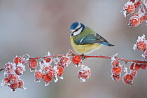 Blue tit (Parus caeruleus) adult in winter, perched on twig with frozen crab apples, Scotland, UK, December 2010