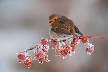 Adult Robin (Erithacus rubecula) in winter, perched on twig with frozen crab apples, with ruffled feathers toinsulate against the cold, Scotland, UK, December 2010