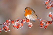 Adult Robin (Erithacus rubecula) in winter, perched on twig with frozen crab apples, Scotland, UK, December 2010