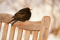 Male Blackbird (Turdus merula) perched on garden seat in winter, with feathers ruffled to insulate against cold, Scotland, UK, December 2010