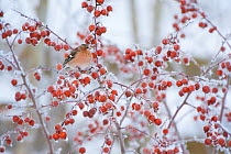 Male Chaffinch (Fringilla coelebs) perched in crab apple tree in winter, Scotland, UK, December 2010