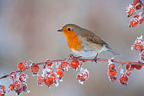 Adult Robin (Erithacus rubecula) in winter, perched on twig with frozen crab apples, Scotland, UK, December 2010