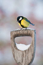 Adult Great tit (Parus major) perched on spade handle in the snow in winter, Scotland, UK, December 2010