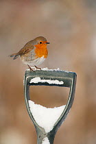Adult Robin (Erithacus rubecula) perched on spade handle in the snow in winter, Scotland, UK, December 2010