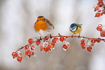Adult Robin (Erithacus rubecula) and adult Blue tit (Parus caeruleus) in winter, perched on twig with frozen crab apples, Scotland, UK, December 2010