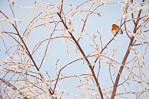 Adult Robin (Erithacus rubecula) perched in frosty tree in winter, Scotland, UK, December 2010