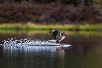 Greylag goose (Anser anser) adult landing on water, Scotland, UK, May 2010