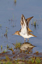 Common sandpiper (Actitis hypoleucos) adult stretching its wings on edge of loch, Scotland, UK, May 2010