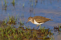 Common sandpiper (Actitis hypoleucos) adult feeding in water on edge of loch, Scotland, UK, May 2010