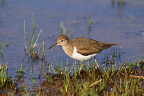 Common sandpiper (Actitis hypoleucos) adult in water on edge of loch, Scotland, UK, May 2010