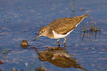 Common sandpiper (Actitis hypoleucos) adult feeding in water on edge of loch, Scotland, UK, May 2010