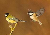 Great tit (Parus major) perched and Coal tit (Periparus ater) in flight, Scotland, UK, January