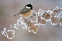 Coal tit (Periparus ater) adult perched in winter, Scotland, UK, December. Did you know? Coal tits keep in contact with their flock when searching for food, with constant 'dee' or 'seesee' calls.