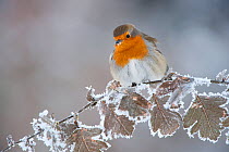 Robin (Erithacus rubecula) adult perched in winter with feather fluffed up, Scotland, UK, December