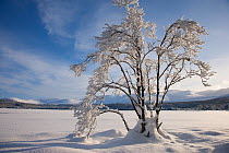 Snow covered tree on the edge of frozen and snow covered lake, Loch Morlich, Cairngorms National Park, Scotland, UK, January 2010. Did you know? The lowest temperatures ever recorded in the UK reached...