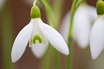 Snowdrop (Galanthus nivalis) close-up of flower, Scotland, UK, March. Did you know? Snowdrops are not native to the UK and were introduced from gardens in the 18th century.