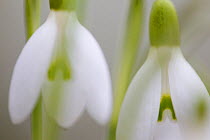 Snowdrop (Galanthus nivalis) close-up of flower, Scotland, March. Did you know? The bulbs of snowdrops are poisonous; however, one of the active chemicals can be used to treat Alzheimer's disease.