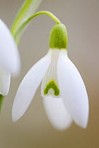 Snowdrop (Galanthus nivalis) close-up of flower, Scotland, March