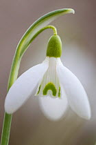 Snowdrop (Galanthus nivalis) close-up of flower, Scotland, March