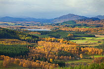 Autumn landscape with birch and pine woodland, Strathspey, Cairngorms National Park, Highlands, Scotland, UK, October 2010