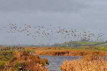 Flocks of European wigeon (Anas penelope), Common teal (Anas crecca) and Lapwing (Vanellus vanellus) flying over flooded marshes and stands of Bulrush (Typha latifolia) in winter, Greylake RSPB reserv...
