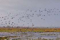 Flocks of European wigeon (Anas penelope), Common teal (Anas crecca) and Lapwing (Vanellus vanellus) flying over and resting on flooded marshes in winter, Greylake RSPB reserve, Somerset Levels, UK, D...