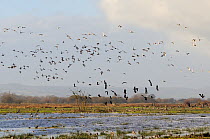Flocks of European wigeon (Anas penelope), Common teal (Anas crecca) and Lapwing (Vanellus vanellus) flying over and taking off from flooded marshes in winter, Greylake RSPB reserve, Somerset Levels,...