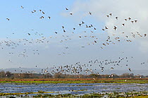 Flocks of Wigeon (Anas penelope), Common Teal (Anas crecca) and Lapwing (Vanellus vanellus) flying over flooded marshes in winter, Greylake RSPB reserve, Somerset Levels, UK, December