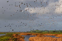 Dense flocks of European wigeon (Anas penelope), Common teal (Anas crecca) and Lapwing (Vanellus vanellus) flying over flooded marshes and stands of Bulrush (Typha latifolia) in winter, Greylake RSPB...