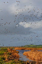 Flocks of European wigeon (Anas penelope), Common teal (Anas crecca) and Lapwing (Vanellus vanellus) flying over flooded marshes in winter, Greylake RSPB reserve, Somerset Levels, UK, December