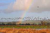 Lapwings (Vanellus vanellus), Golden plover (Pluvialis apricaria), Wigeon (Anas penelope) and Common Teal (Anas crecca) flying over flooded marshes and Bulrushes (Typha latifolia) in winter, with a ra...