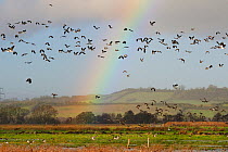Lapwings (Vanellus vanellus), Golden plover (Pluvialis apricaria), Wigeon (Anas penelope) and Common Teal (Anas crecca) flying over flooded marshes in winter, with a rainbow in the background, Greylak...