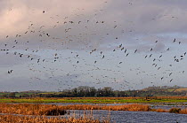 Dense flocks of Wigeon (Anas penelope) and Common Teal (Anas crecca) flying over and resting on flooded marshes with stands of Bulrushes (Typha latifolia) in winter, Greylake RSPB reserve, Somerset Le...