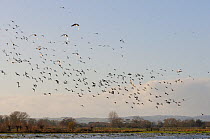 Flock of Wigeon (Anas penelope) and Common Teal (Anas crecca) flying over and resting on flooded marshes in winter, Greylake RSPB reserve, Somerset Levels, UK, December