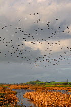 Flock of Wigeon (Anas penelope) and Common Teal (Anas crecca) flying over flooded marshes and stands of Bulrushes (Typha latifolia), in winter, Greylake RSPB reserve, Somerset Levels, UK, December