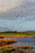 Flocks of Wigeon (Anas penelope) and Common Teal (Anas crecca) flying over and resting on flooded marshes, with stands of Bulrushes (Typha latifolia), in winter, Greylake RSPB reserve, Somerset Levels...