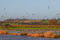 Flock of Wigeon (Anas penelope) and Common Teal (Anas crecca) flying over and landing  on flooded marshes, with many others swimming near stands of Bulrushes (Typha latifolia) in winter, Greylake RSPB...